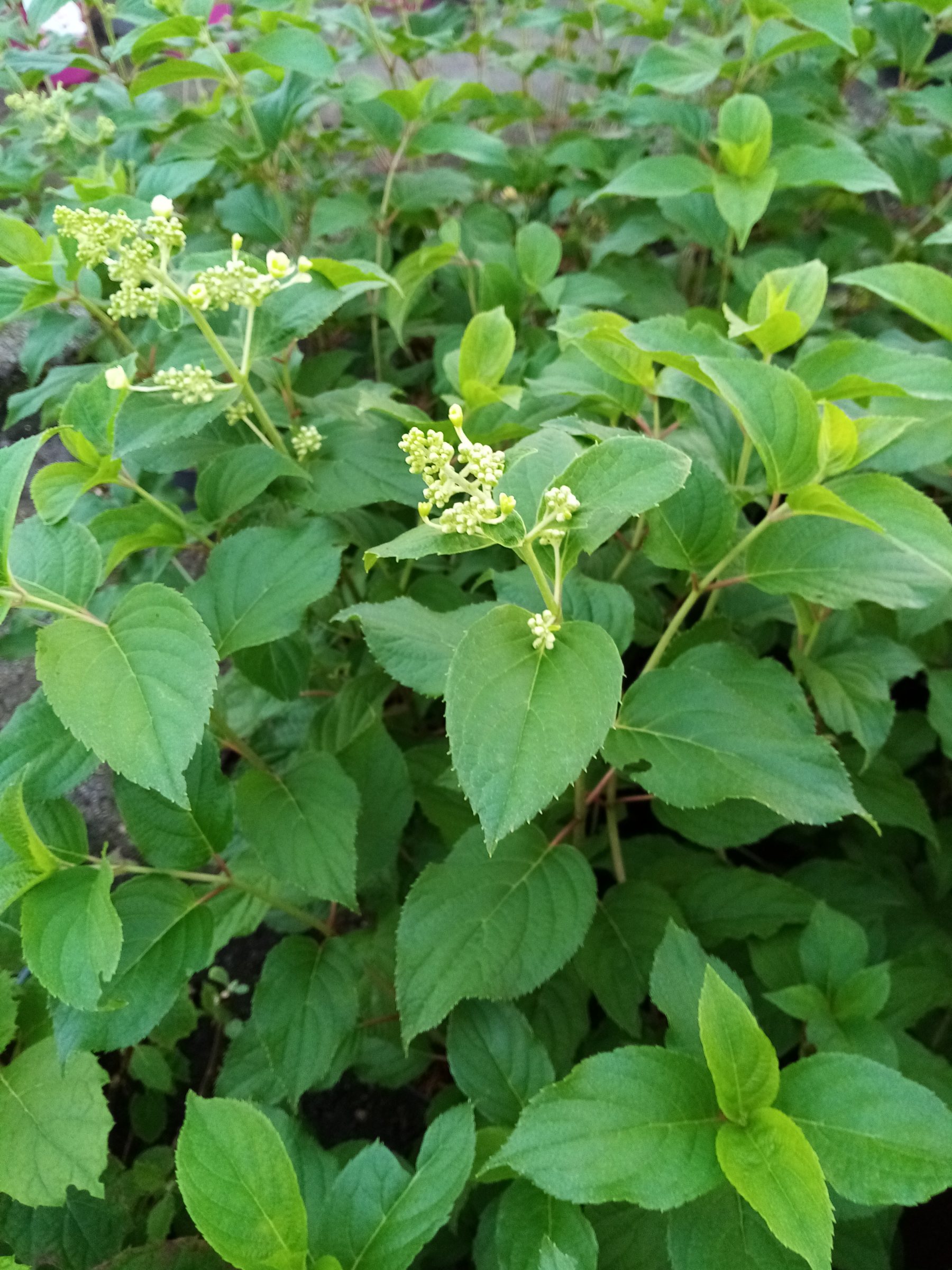 Hydrangea paniculata ‘Pink Lady’ - Hortensia