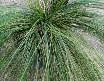 Festuca ‘Amethystina’