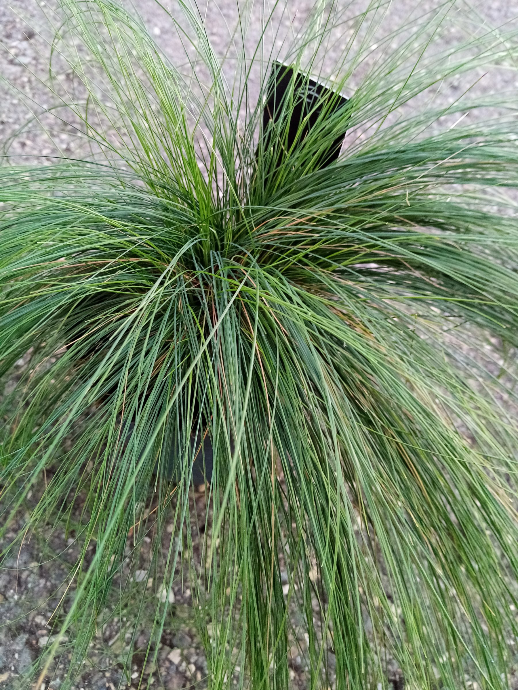 Festuca ‘Amethystina’ - Zwenkgras