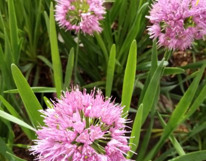 Allium ‘Lavender Bubbles’ - sierui