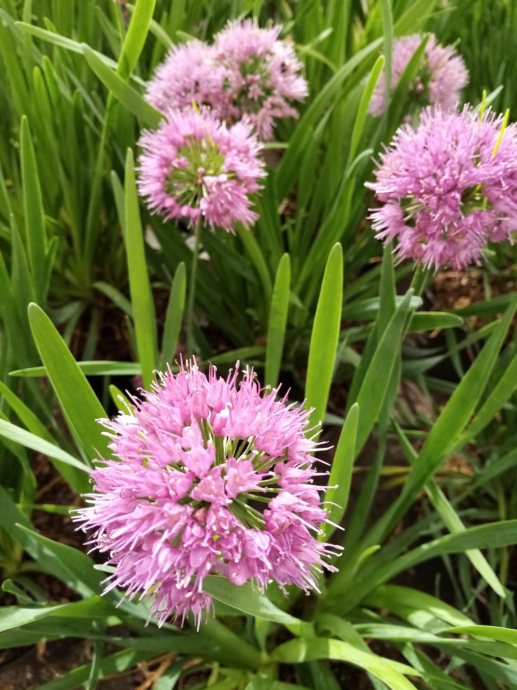 Allium ‘Lavender Bubbles’ - sierui