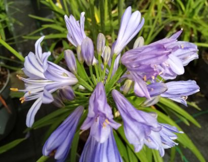 Agapanthus africanus ‘Charlotte’ - Afrikaanse lelie