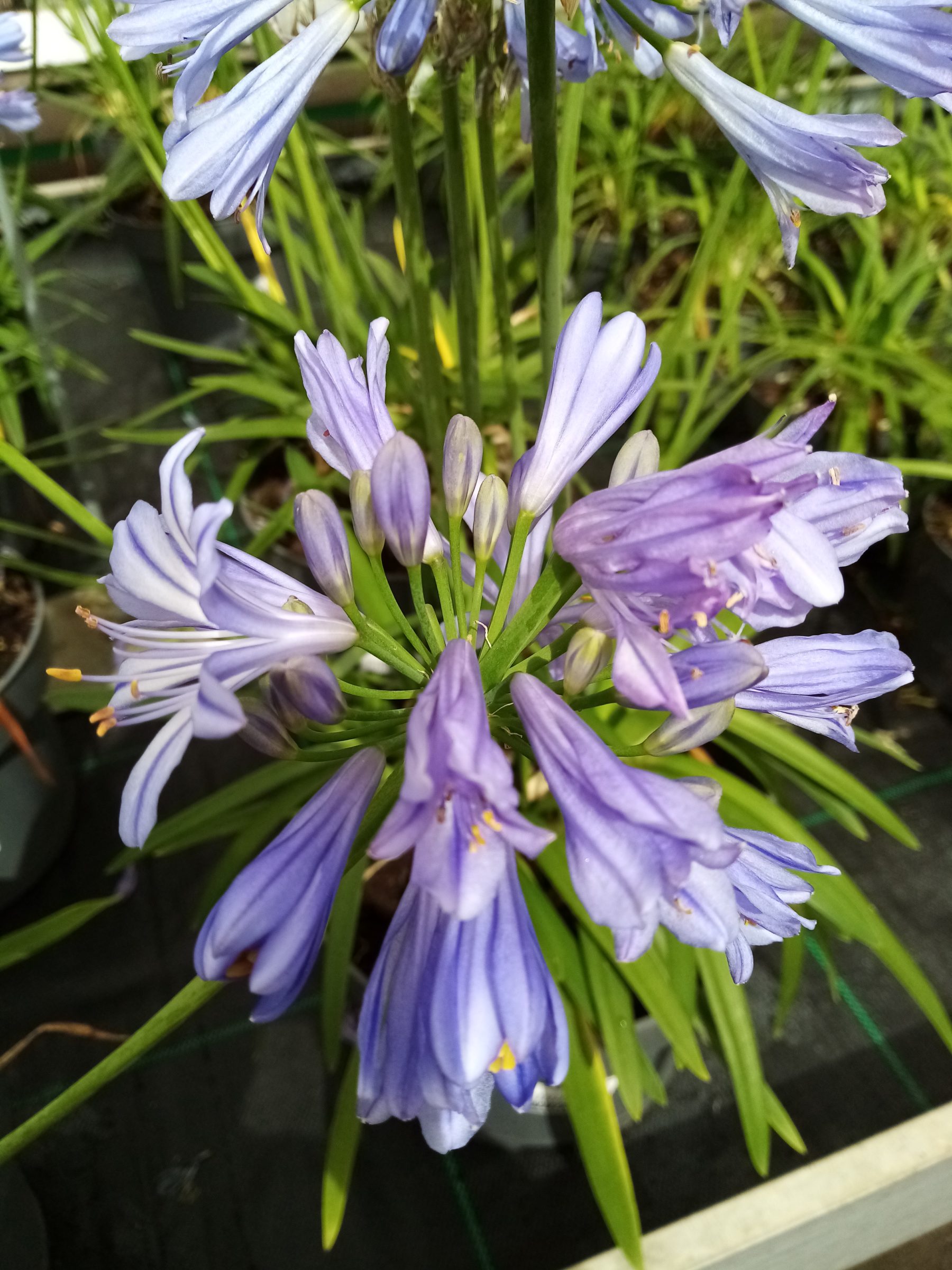 Agapanthus africanus ‘Charlotte’ - Afrikaanse lelie