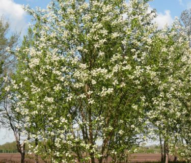 Prunus maackii ‘Amber Beauty’ meerstammig - Sierkers