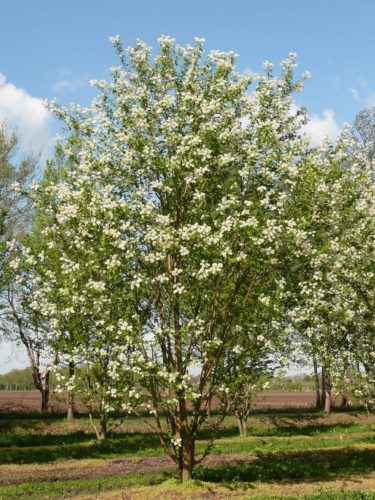 Prunus maackii ‘Amber Beauty’ meerstammig - Sierkers