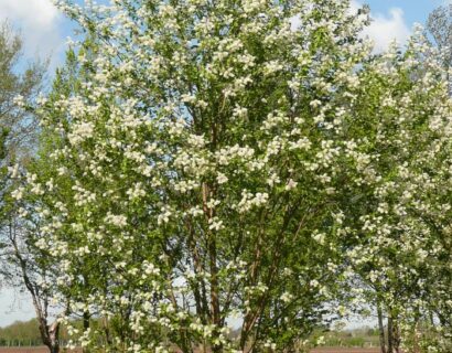 Prunus maackii ‘Amber Beauty’ meerstammig - Sierkers