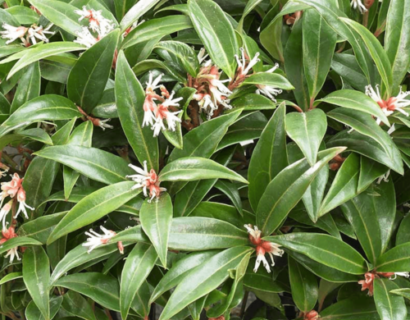 Sarcococca hookeriana ‘Winter Gem’ - Vleesbes