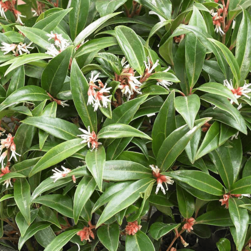 Sarcococca hookeriana ‘Winter Gem’ - Vleesbes
