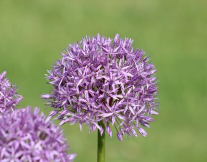 Allium cernuum ‘Little Sapphire’ - Indianenbieslook