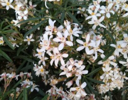 Choisya ternata ‘Apple Blossom’ - Mexicaans oranjebloesem