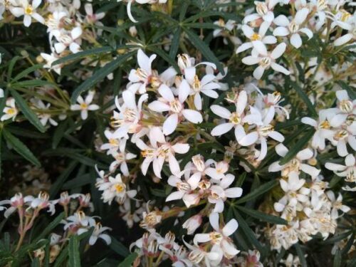 Choisya ternata ‘Apple Blossom’ - Mexicaans oranjebloesem