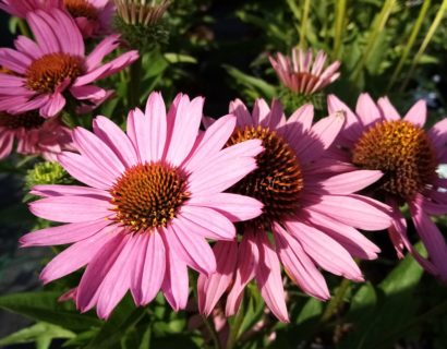 Echinacea ‘Sunseekers pink’ - Zonnehoed