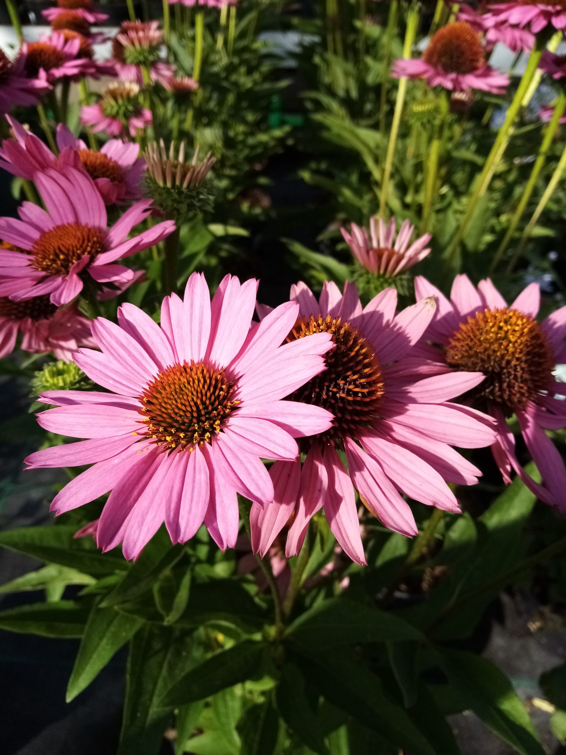 Echinacea ‘Sunseekers pink’ - Zonnehoed