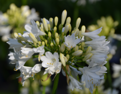 Agapanthus ‘Pitchoune white’ - Afrikaanse lelie