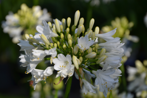 Agapanthus ‘Pitchoune white’ - Afrikaanse lelie