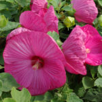 Hibiscus of altheastruik met opvallende bloemen.