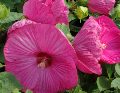 Hibiscus moscheutos ‘Rose Vif’ - Altheastruik, heemstroos