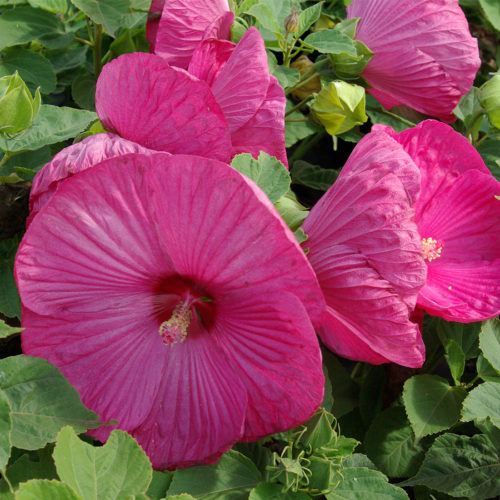 Hibiscus moscheutos ‘Rose Vif’ - Altheastruik, heemstroos