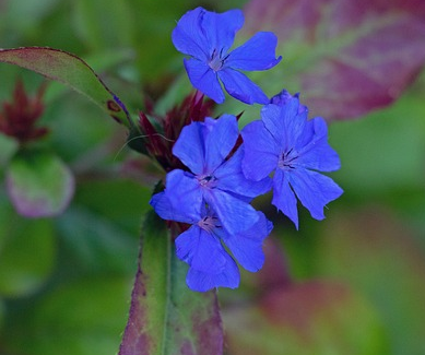 Ceratostigma plumbaginoides ‘Autumn Blue’ - Loodkruid