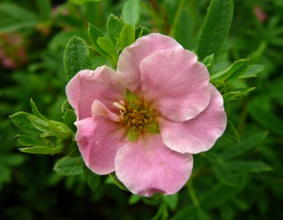 Potentilla fruticosa ‘Blink’ - Ganzerik