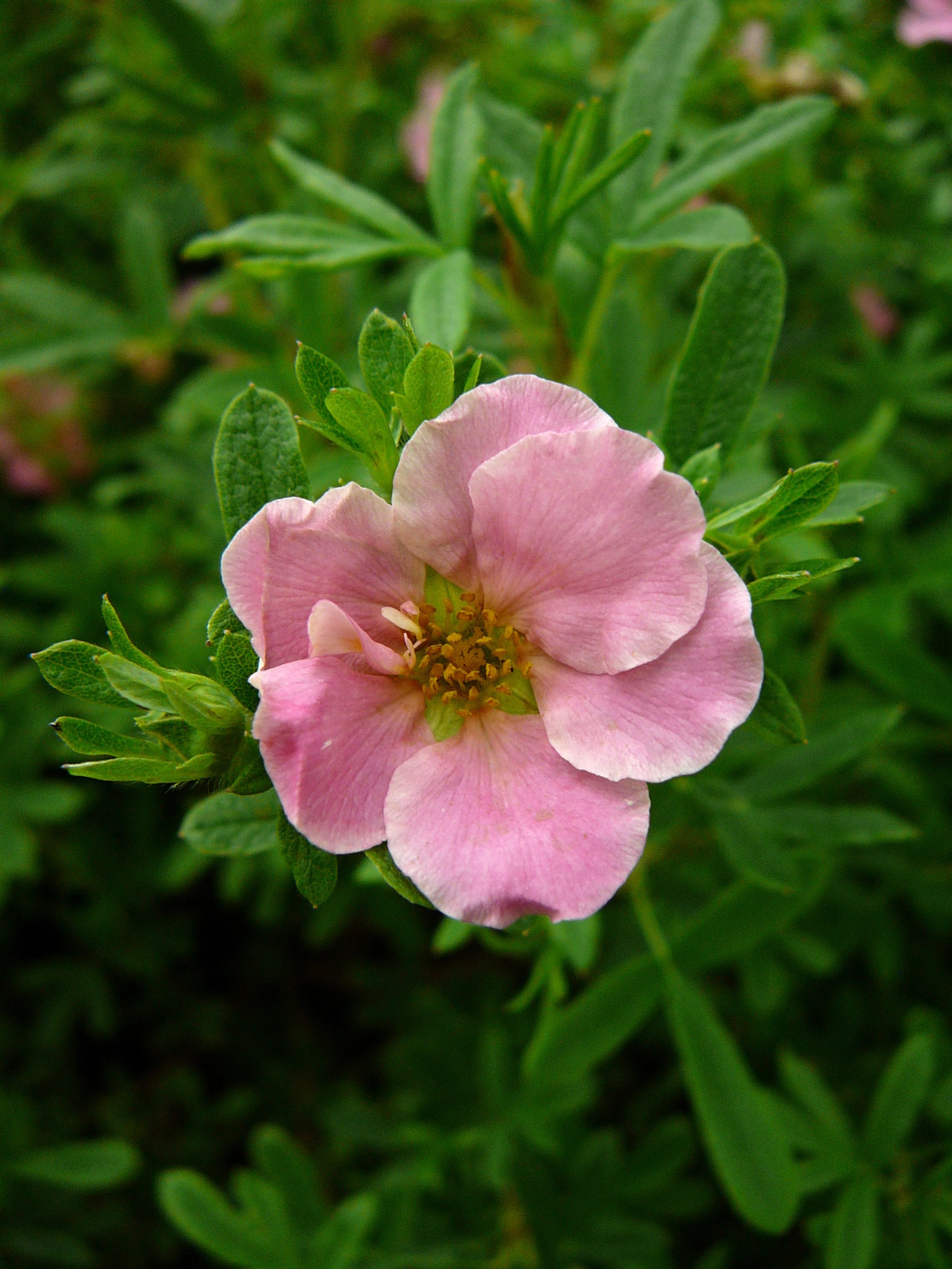 Potentilla fruticosa ‘Blink’ - Ganzerik