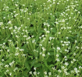 Verbena hastata ‘Alba’ - Ijzerhard