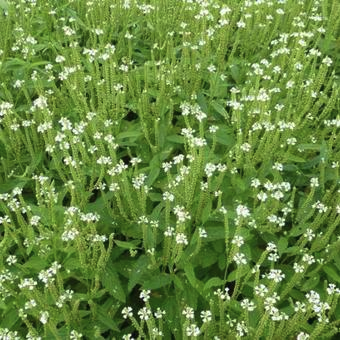 Verbena hastata ‘Alba’ - Ijzerhard