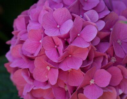 Hydrangea paniculata ‘Pink Lady’