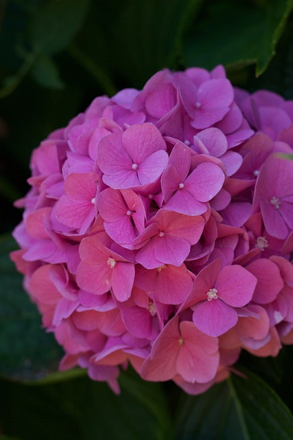 Hydrangea paniculata ‘Pink Lady’ - Hortensia