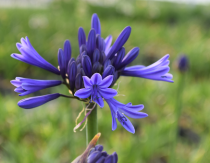 Agapanthus ‘African Queen’ - Afrikaanse lelie, kaapse lelie, liefdesbloem