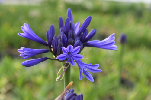 Agapanthus ‘African Queen’ - Afrikaanse lelie, kaapse lelie, liefdesbloem