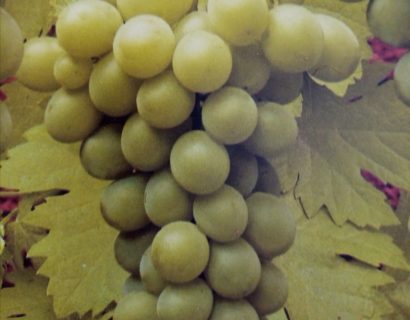 Vitis ‘Riesling’ - Witte druif