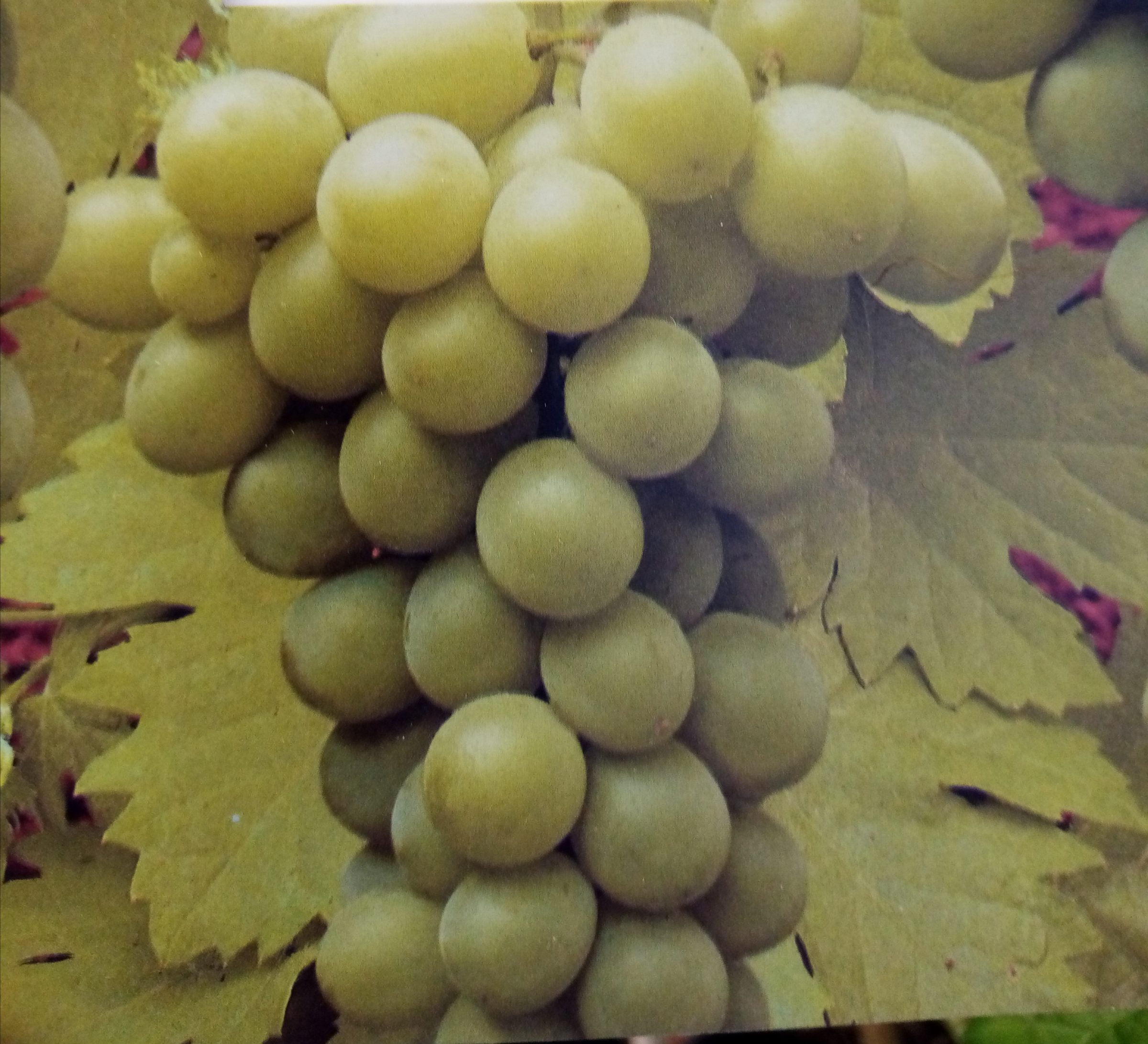 Vitis ‘Riesling’ - Witte druif