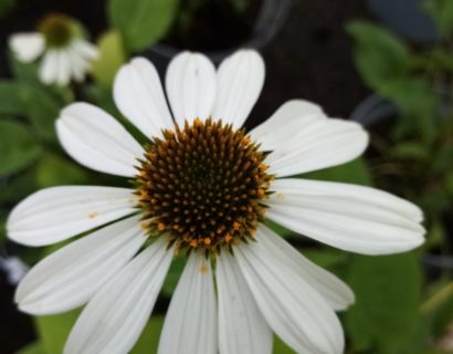 Echinacea purpurea ‘Sombrero Salsa White’ (grote pot) - Zonnehoed