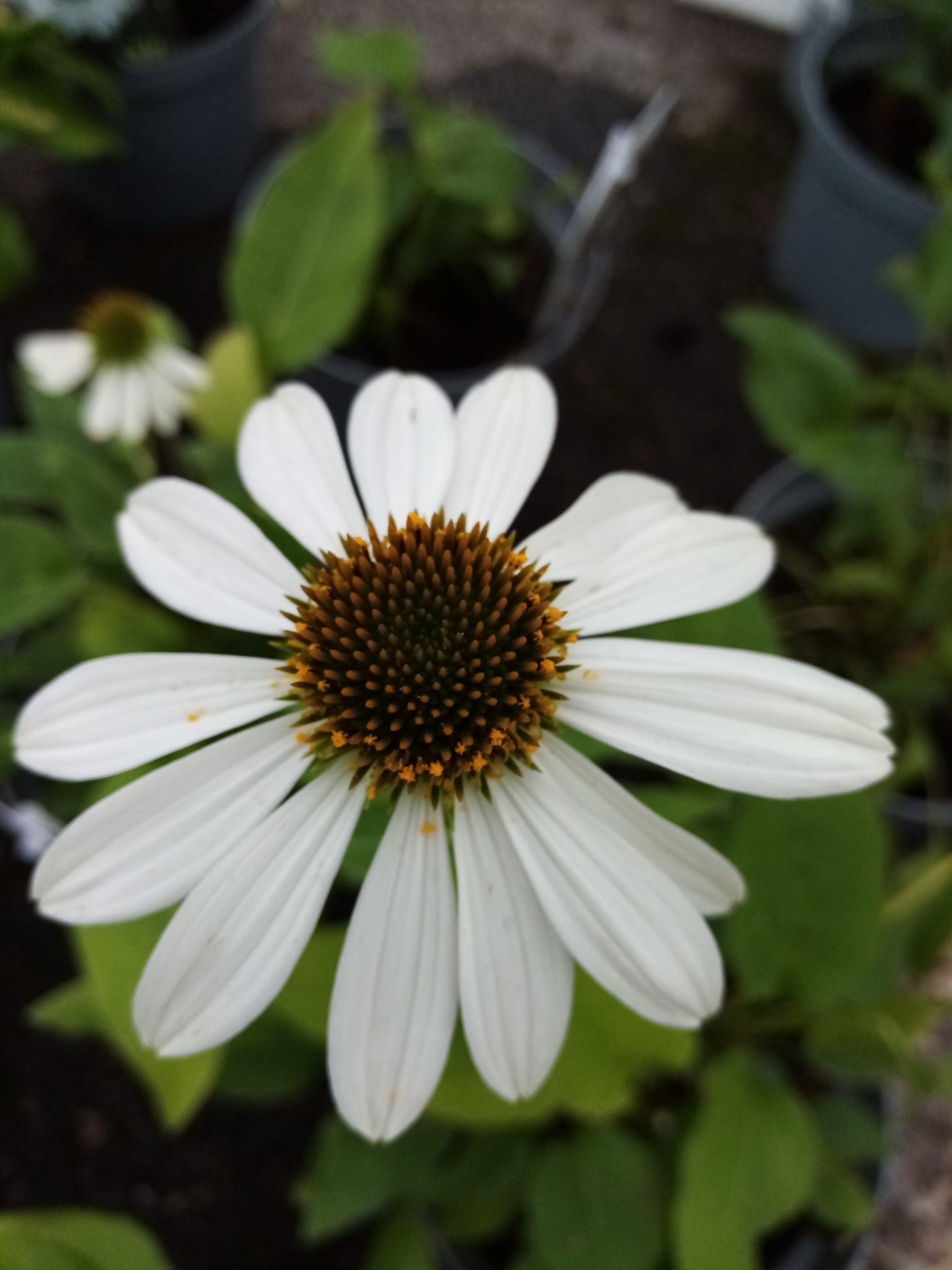 Echinacea purpurea ‘Sombrero Salsa White’ (grote pot) - Zonnehoed