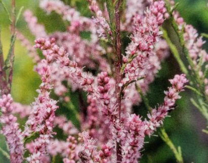 Tamarix Tetranda - Tamarisk