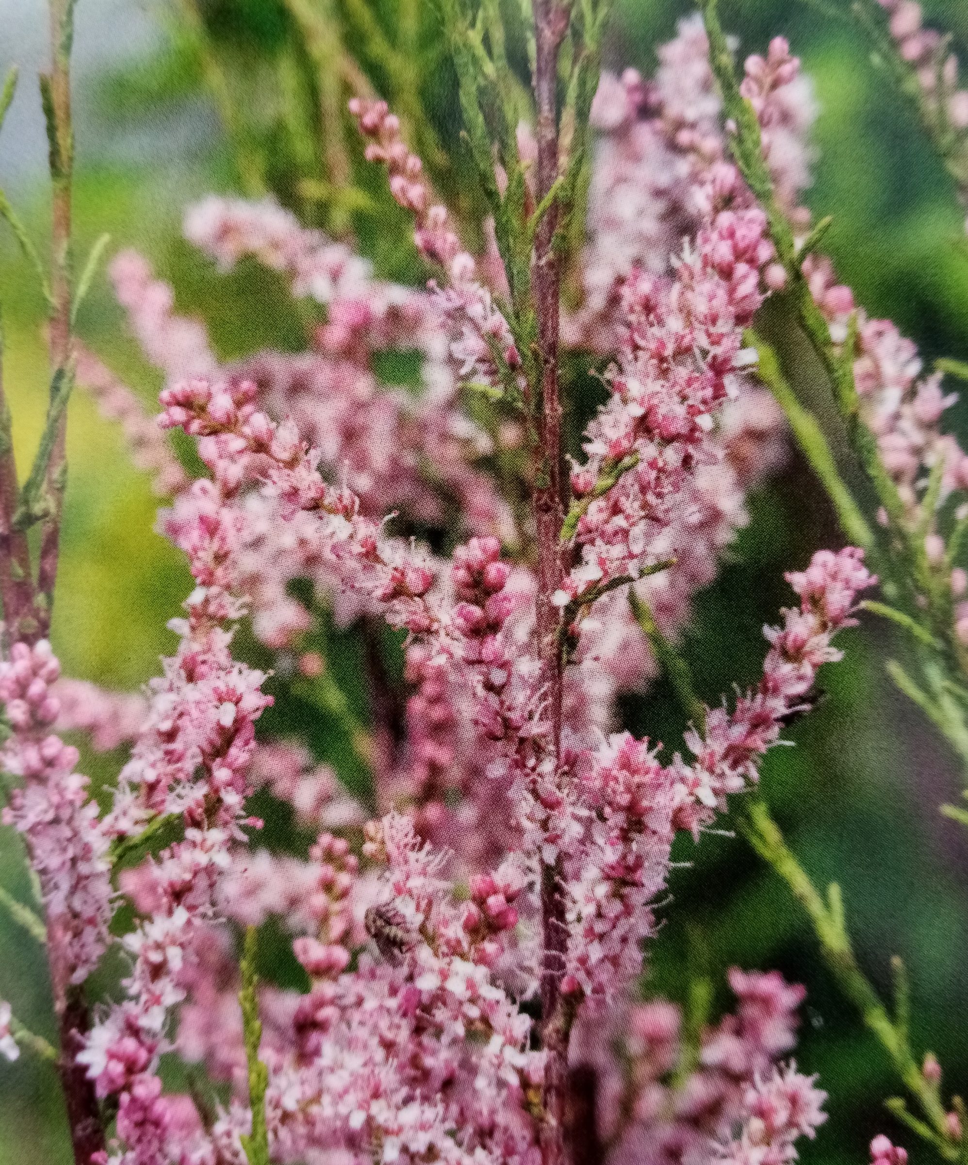 Tamarix Tetranda - Tamarisk