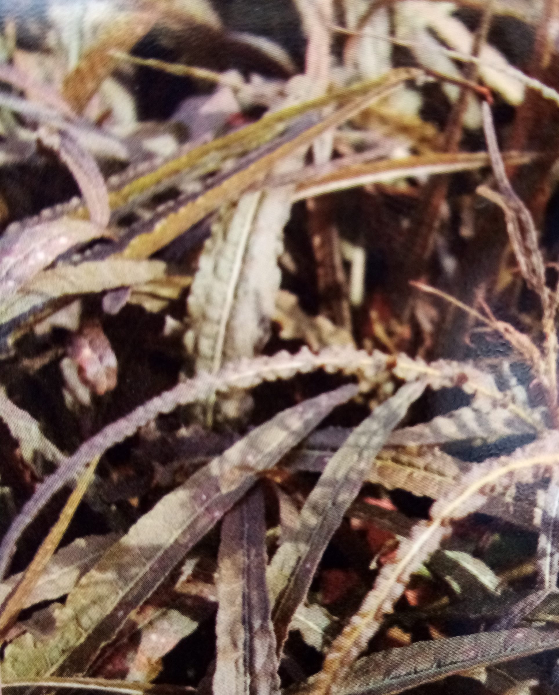 Rumex flexuosus ‘Copper Sword’ - Bronzen zuring