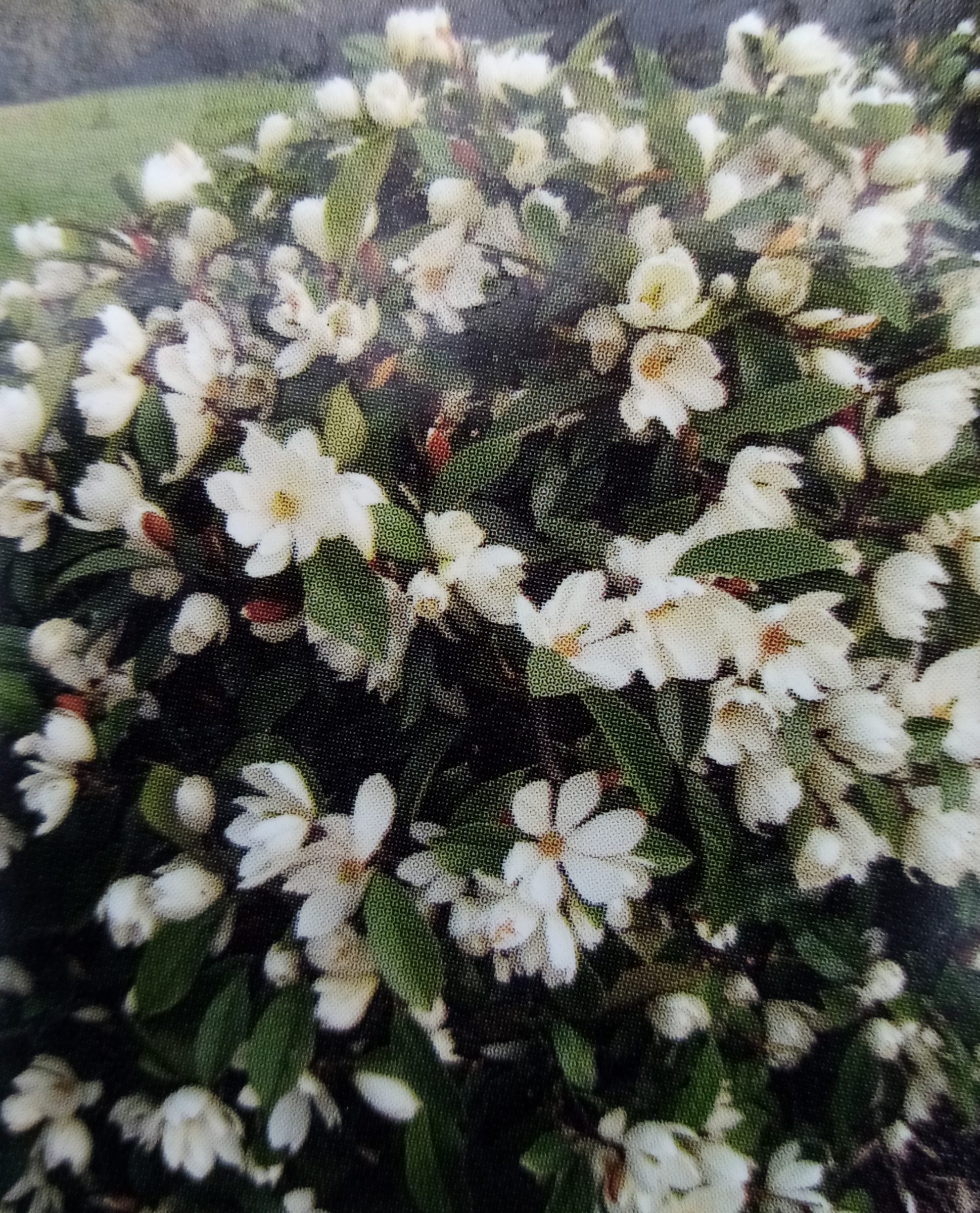 Michelia ‘fairy magnolia cream’ - Magnolia