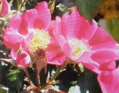 Rosa ‘Archimedes’ - Bodembedekkende roos