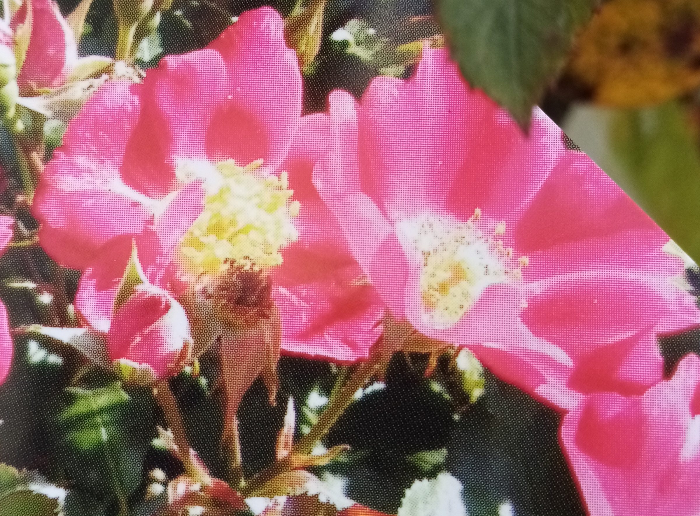 Rosa ‘Archimedes’ - Bodembedekkende roos