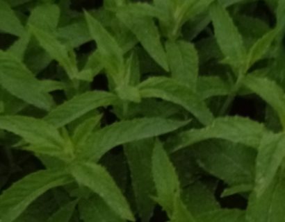 Mentha Asiatica ‘Asian’ - 