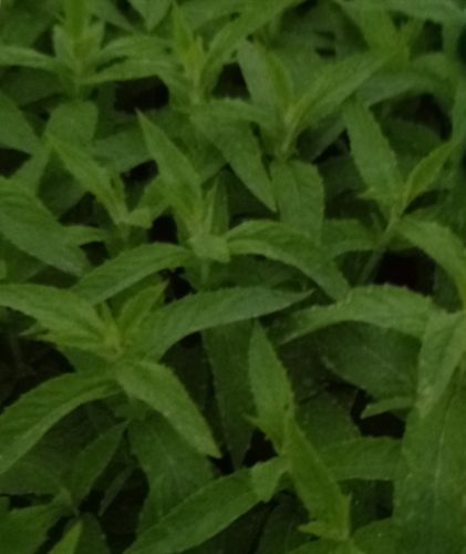 Mentha Asiatica ‘Asian’ - Aziatische munt