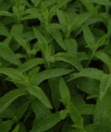 Mentha Asiatica ‘Asian’ - 