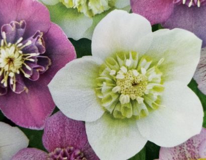 Helleborus orientals ‘Magic Anemone’ - Kerstroos