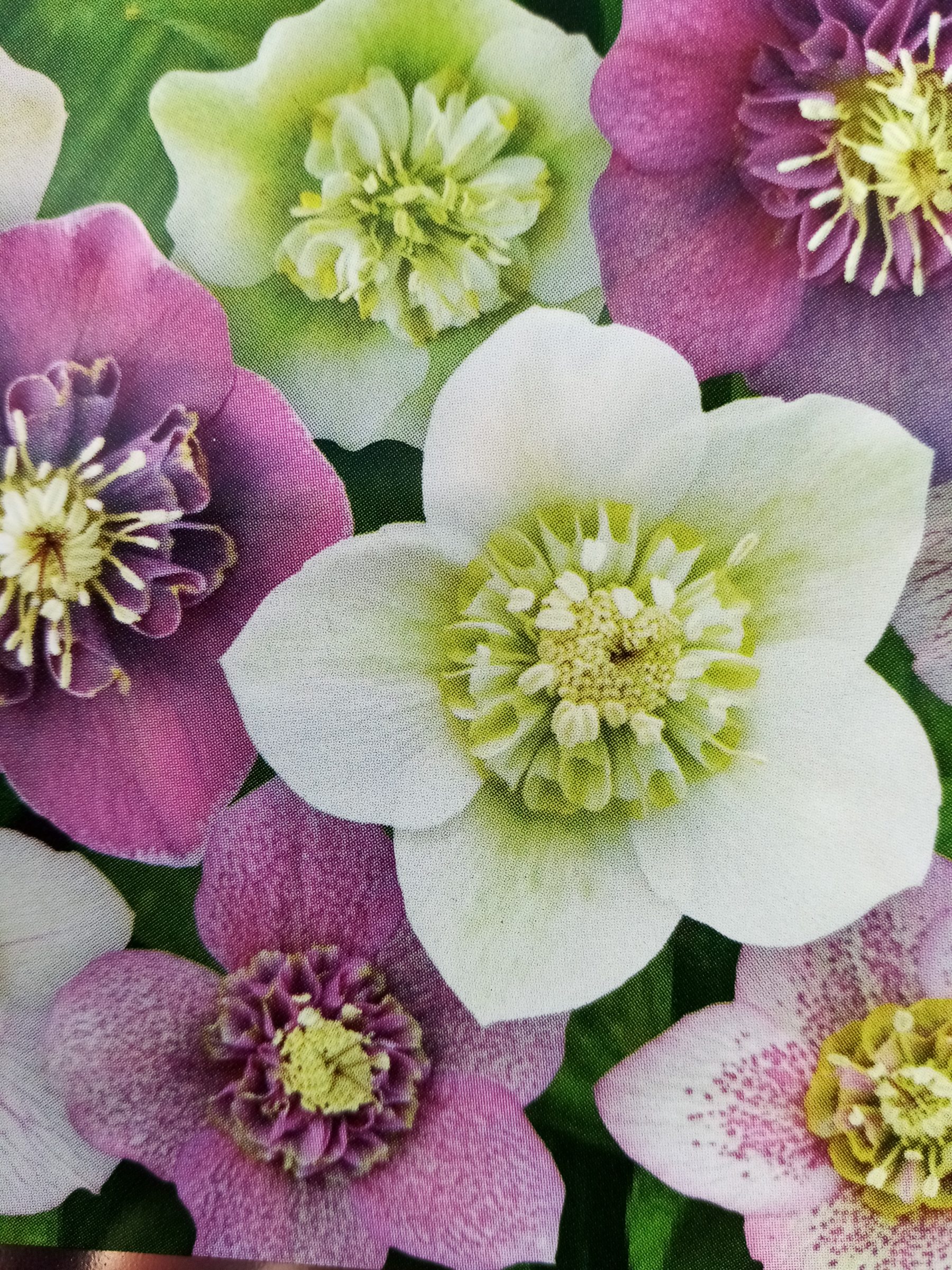 Helleborus orientals ‘Magic Anemone’ - Kerstroos