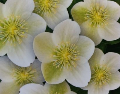 Helleborus nigercors ‘winter passion’ - Kerstroos