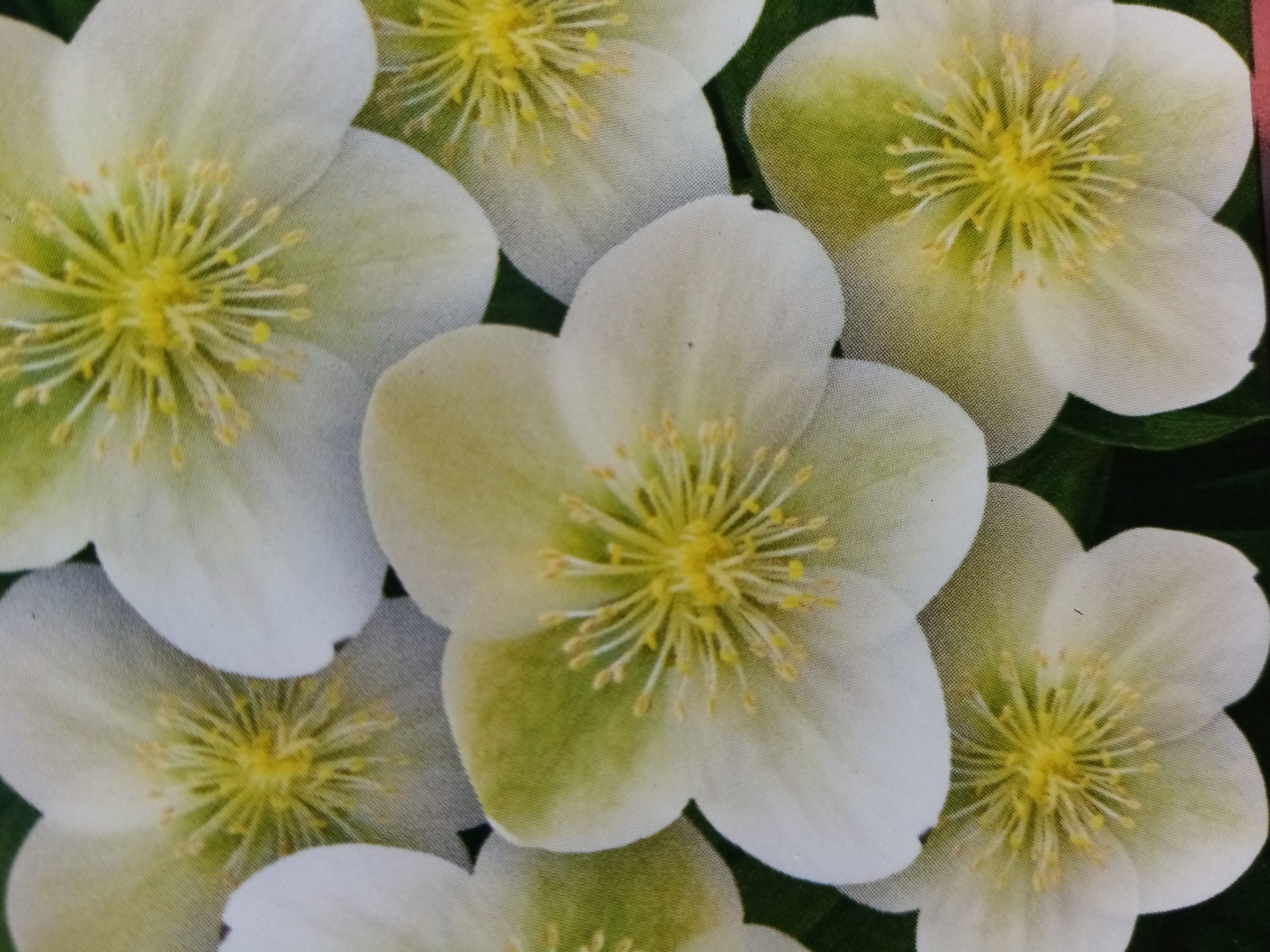 Helleborus nigercors ‘winter passion’ - Kerstroos