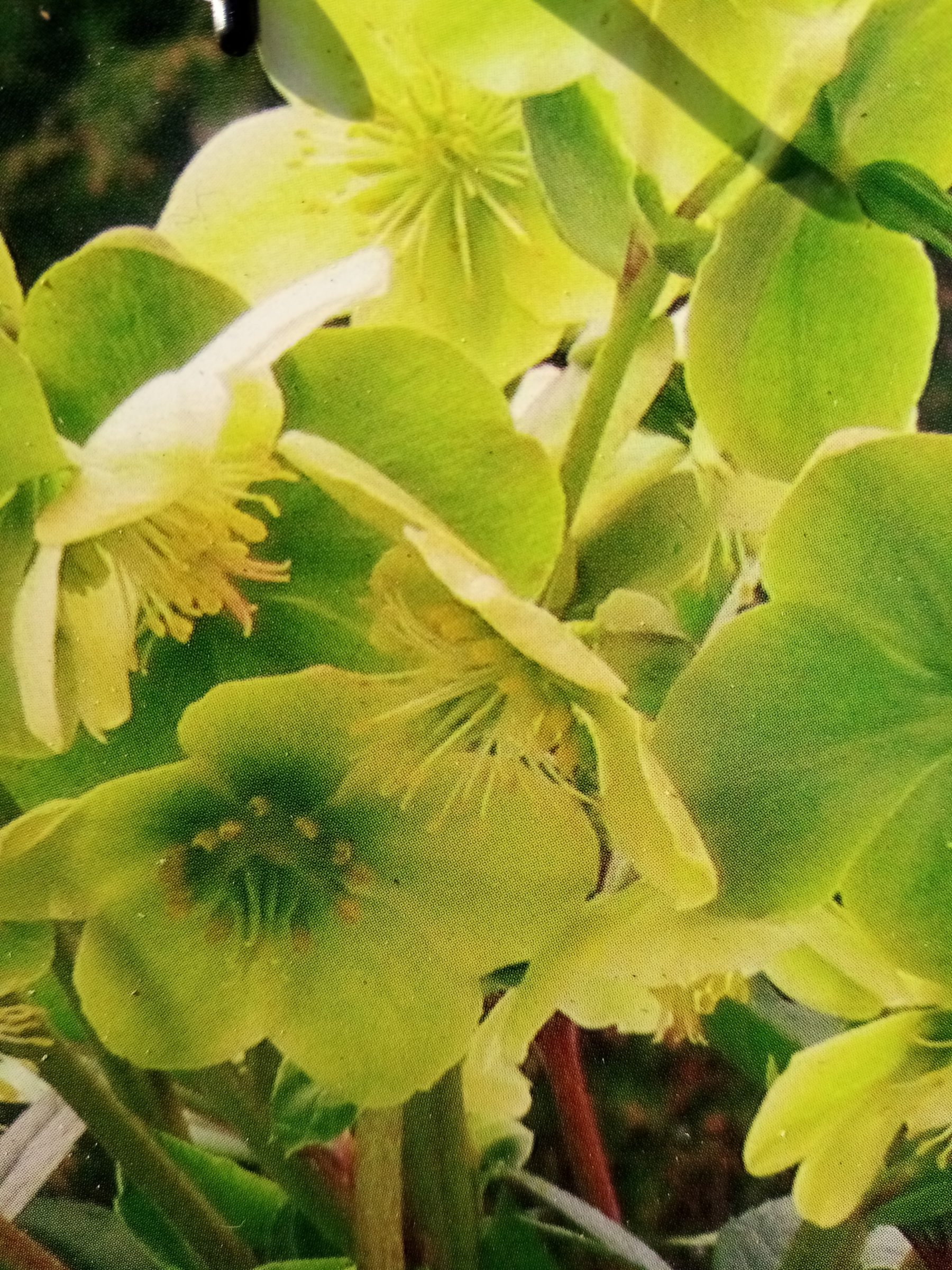 Helleborus ‘snow love’ - nieskruid