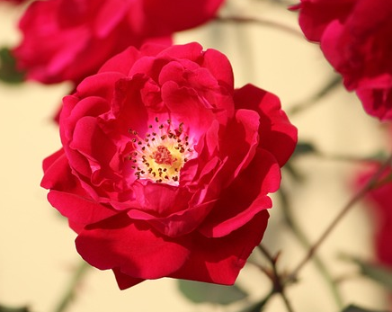Rosa ‘Archimedes’ - Bodembedekkende roos